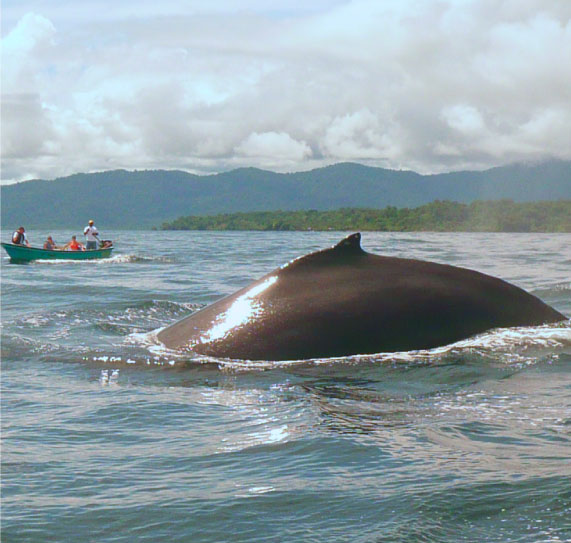 Colombian-pacific-la-kuka-1