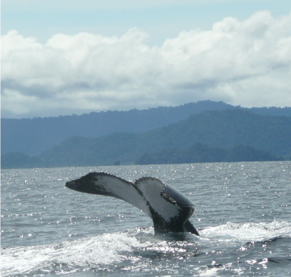 Colombian-pacific-la-kuka-3