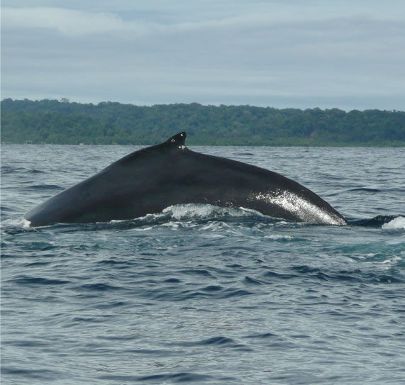 Colombian-pacific-la-kuka-9