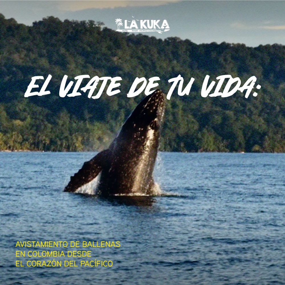 El viaje de tu vida: avistamiento de ballenas en Colombia desde el corazón del Pacífico