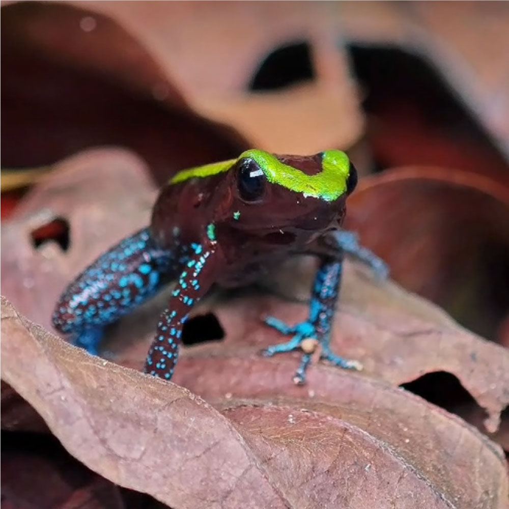 3. Fauna salvaje y libre: un espectáculo natural