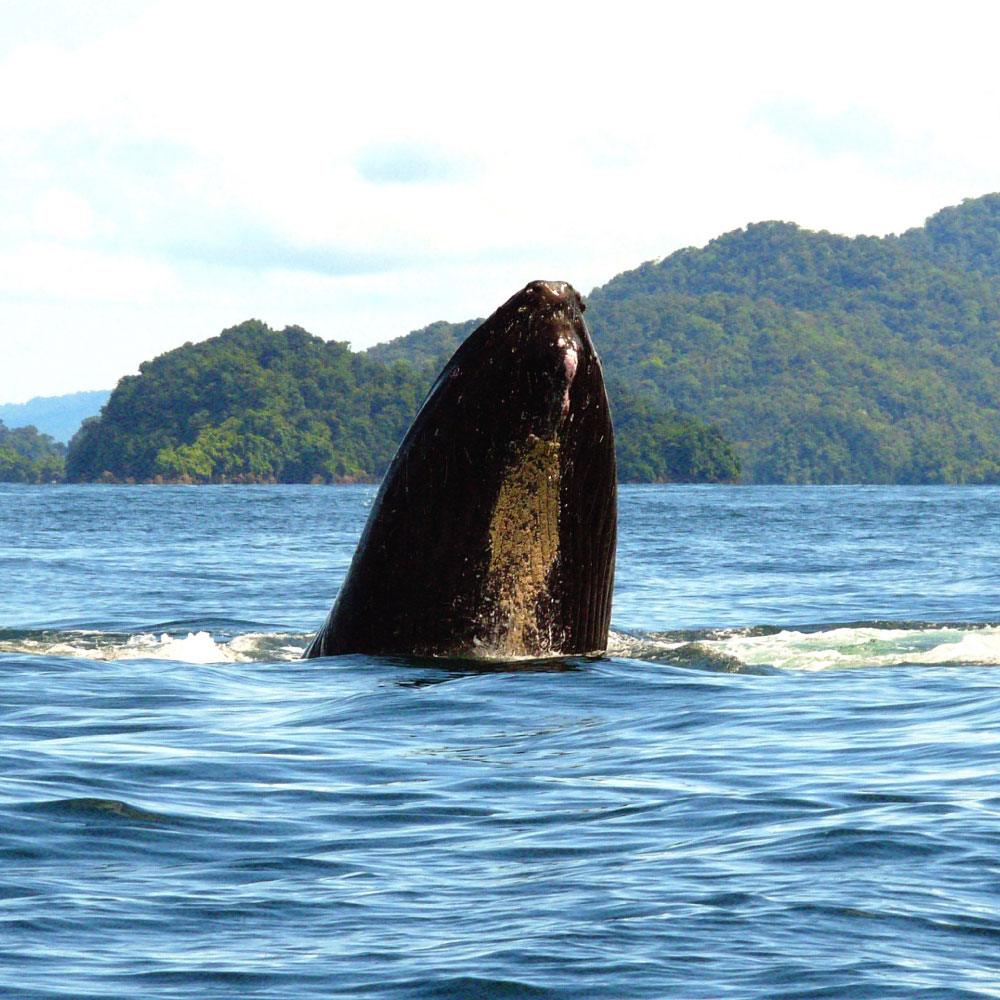 Temporada de ballenas: el espectáculo de la vida