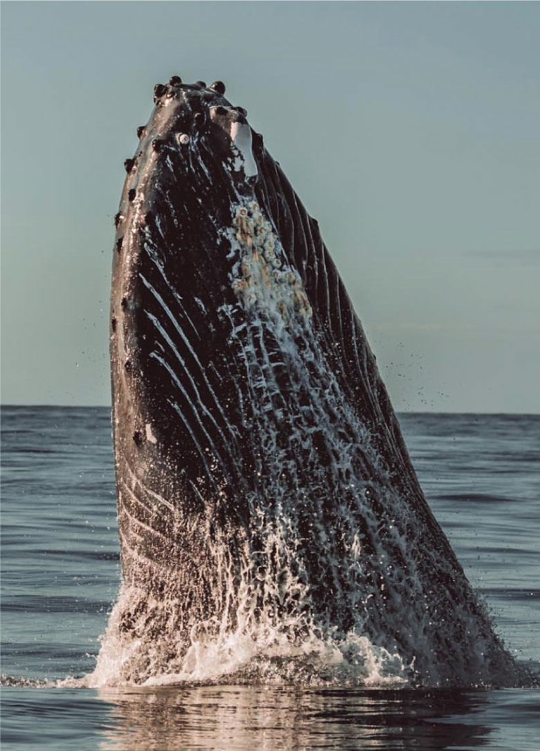 Whales-in-nuqui-la-kuka-3