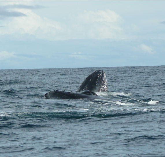 Colombian-pacific-la-kuka-10.jpg