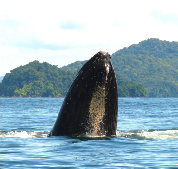 Colombian-pacific-la-kuka-11.jpg