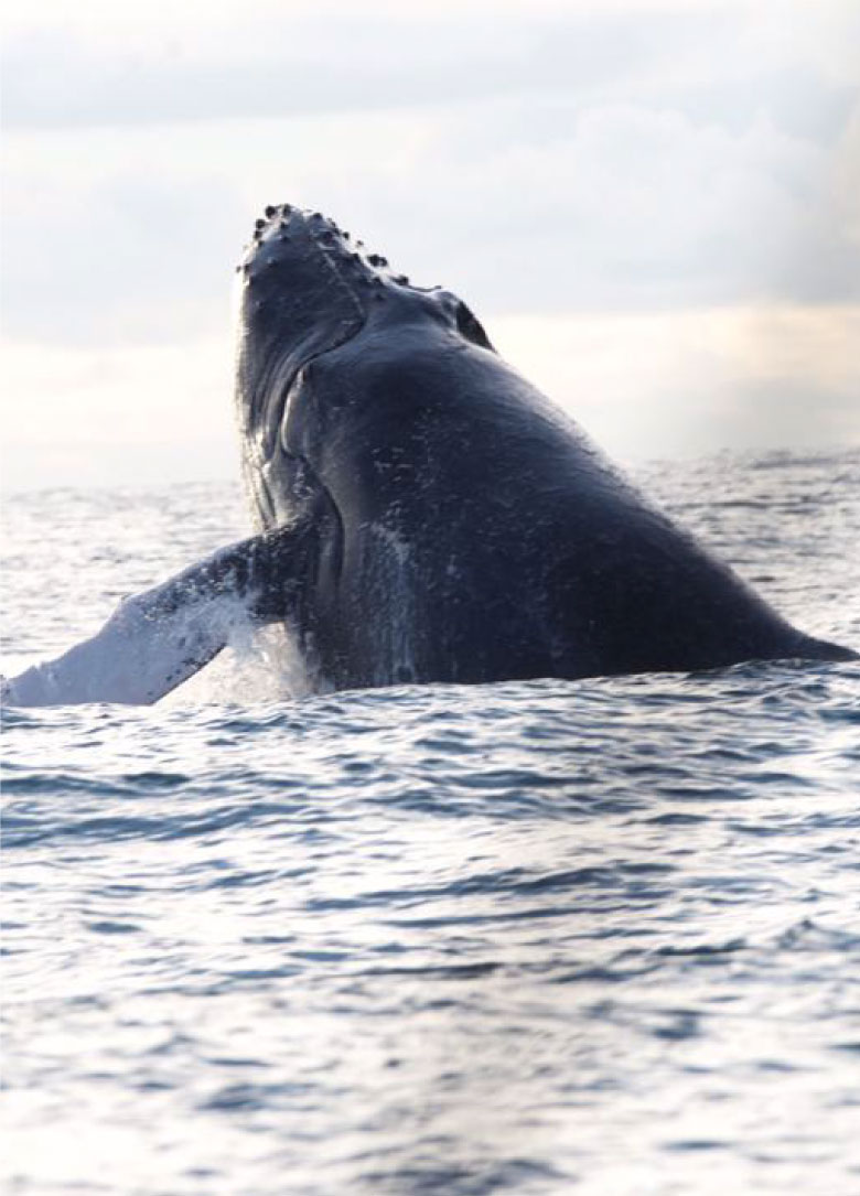 Whales-in-nuqui-la-kuka-2.jpg