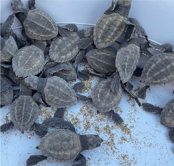 Turtles-in-hotel-la-kuka-nuqui-1