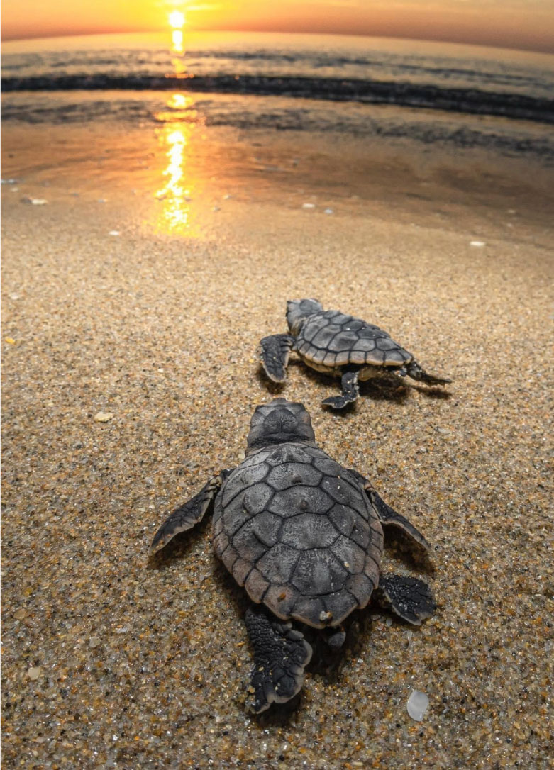 Turtles-in-hotel-la-kuka-nuqui-10