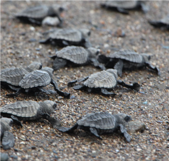 Turtles-in-hotel-la-kuka-nuqui-2