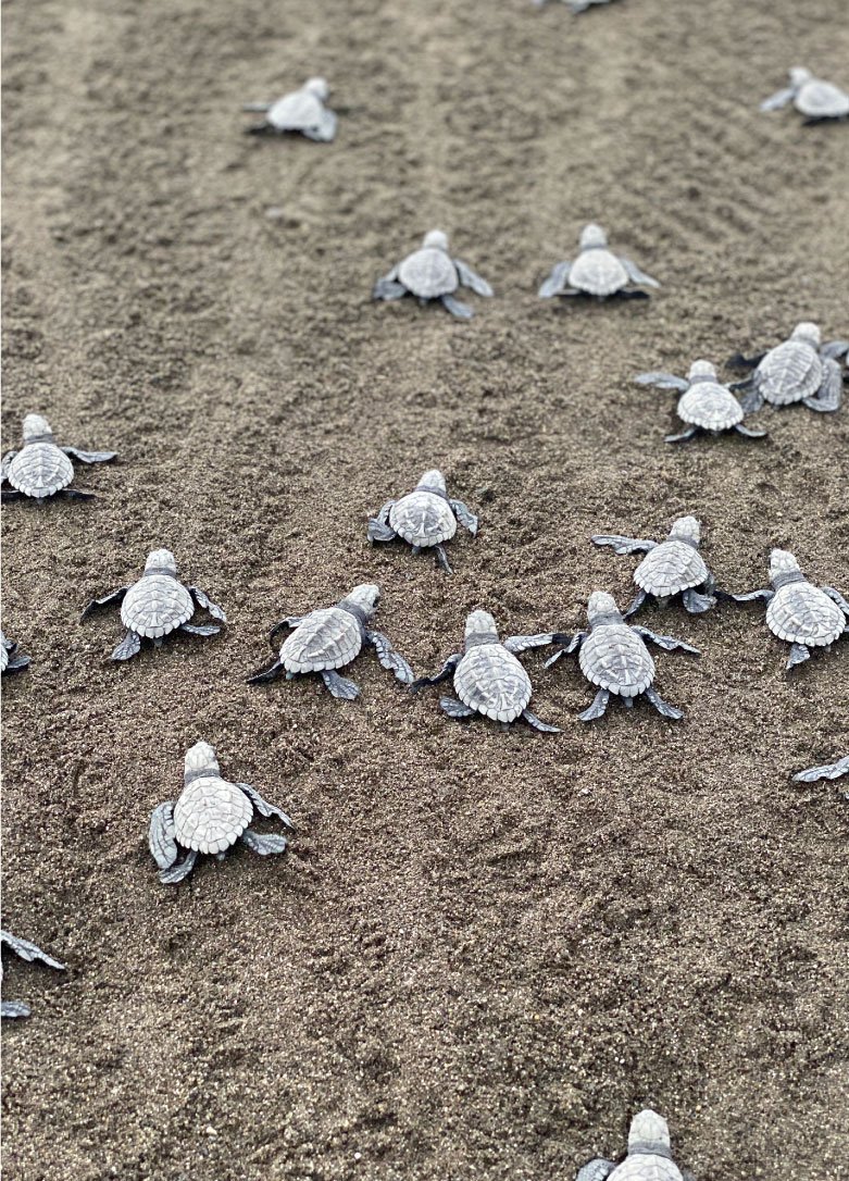 Turtles-in-hotel-la-kuka-nuqui-5