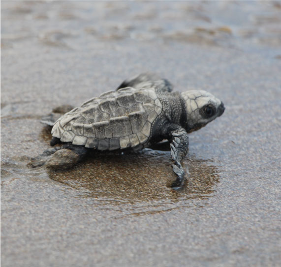 Turtles-in-hotel-la-kuka-nuqui-6