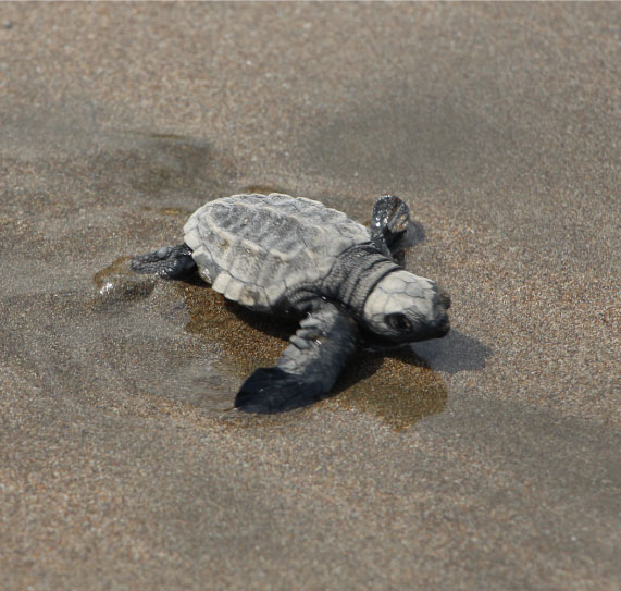Turtles-in-hotel-la-kuka-nuqui-7