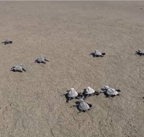 Turtles-in-hotel-la-kuka-nuqui-9